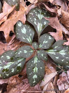 Image of Allegheny-spurge