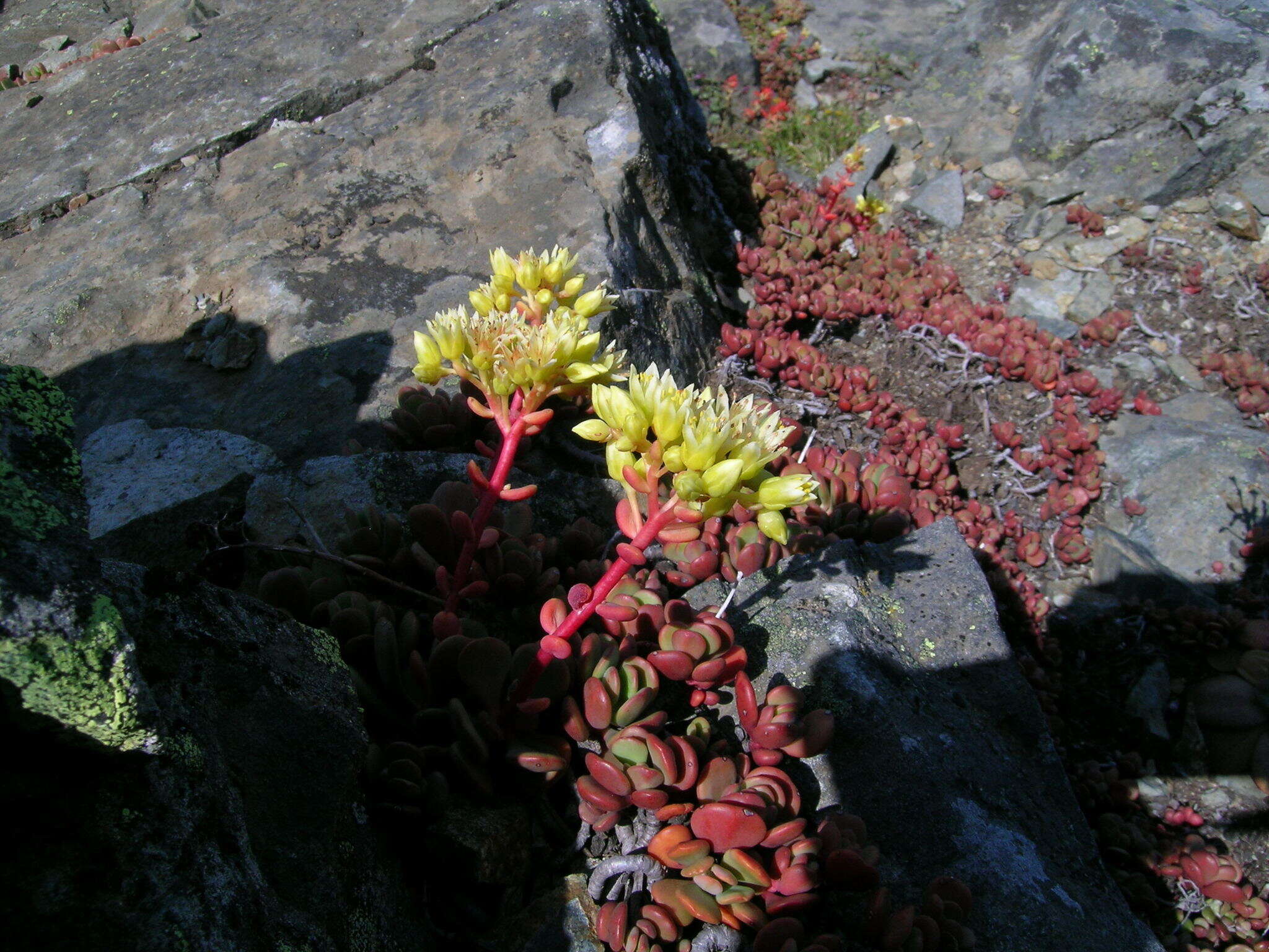 Sivun Sedum oregonense (S. Wats.) M. E. Peck kuva