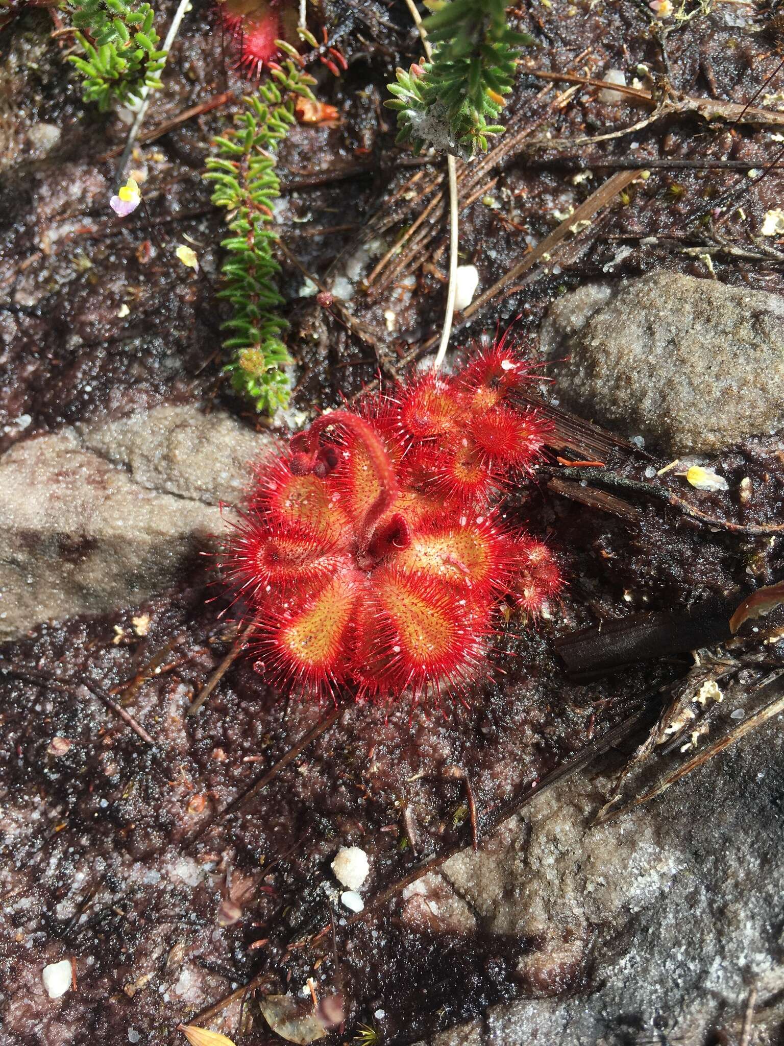 Image of Drosera cuneifolia L. fil.