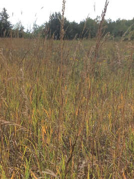 Image of Indiangrass