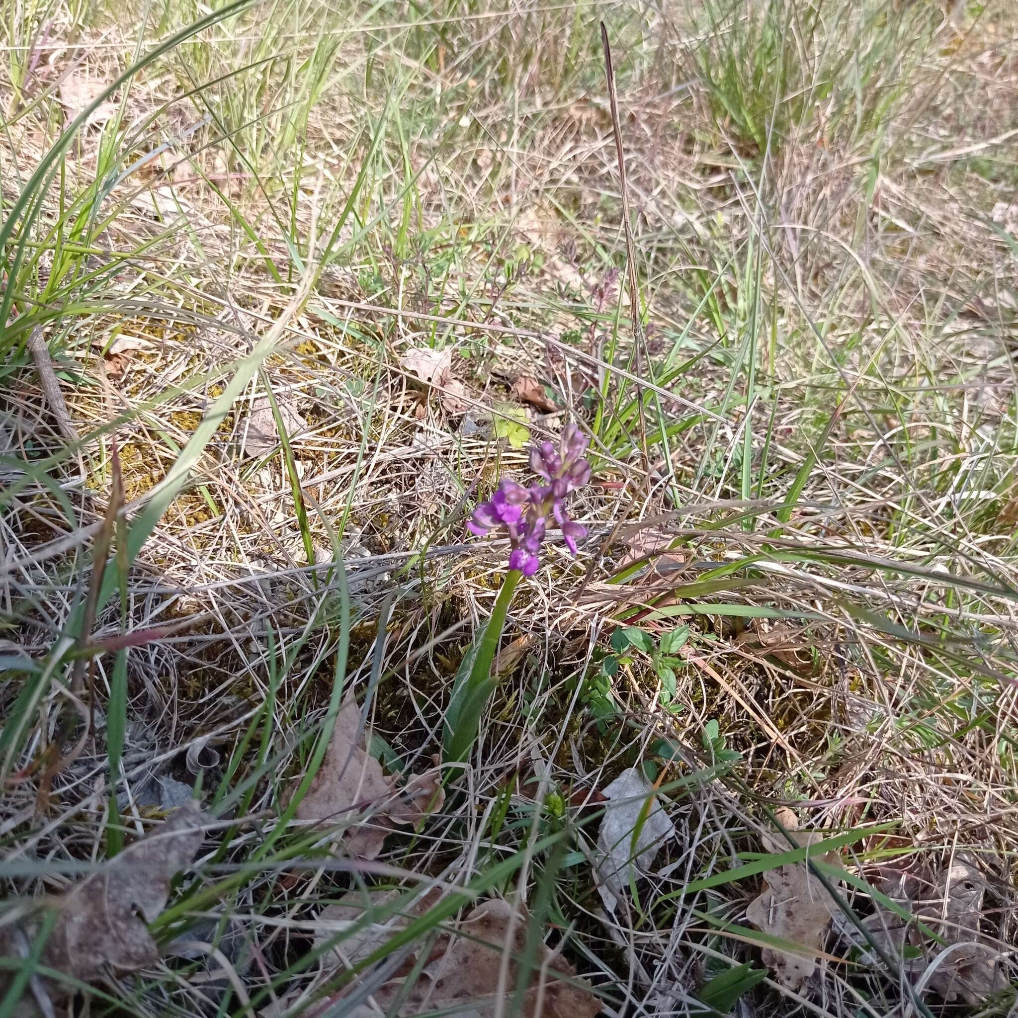 Image of Anacamptis morio subsp. morio