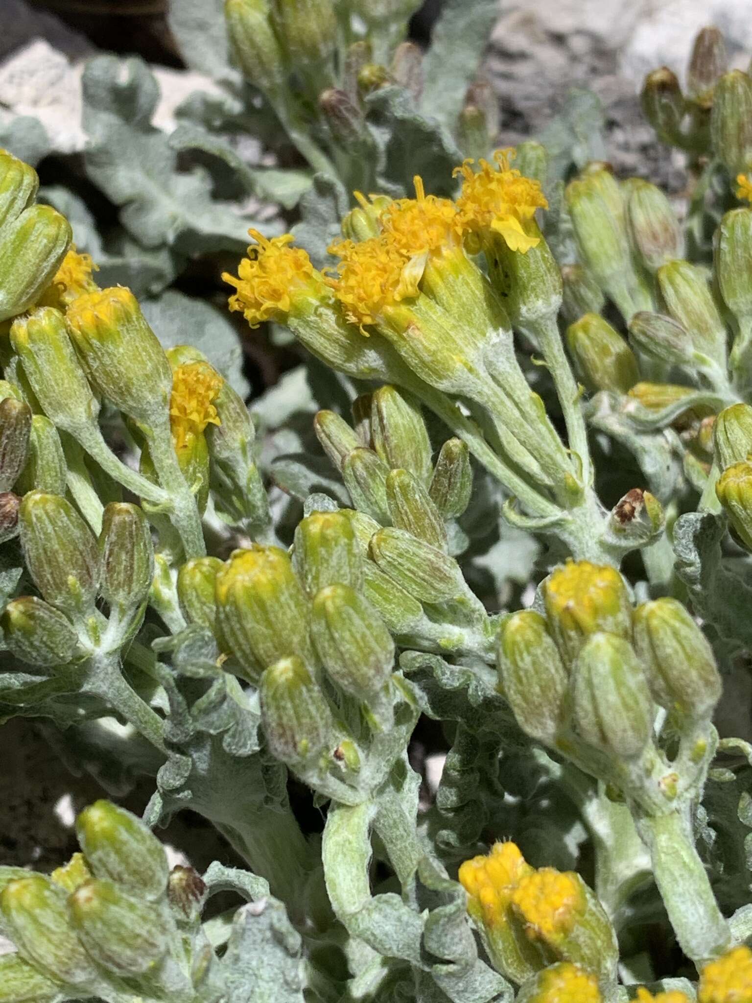 Image of Musinea ragwort