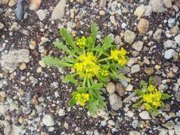 Image of yellow pepperweed