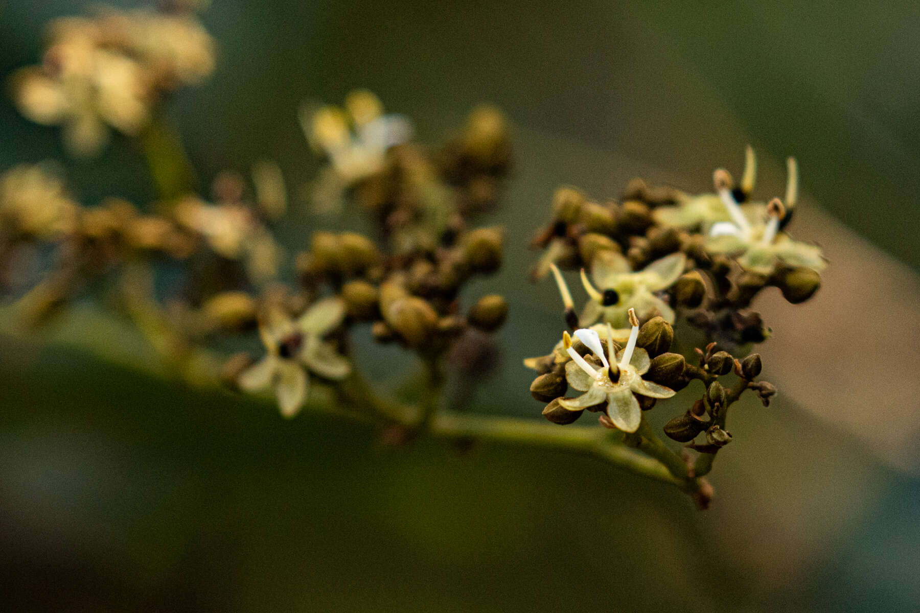 Image of velvet tamarind