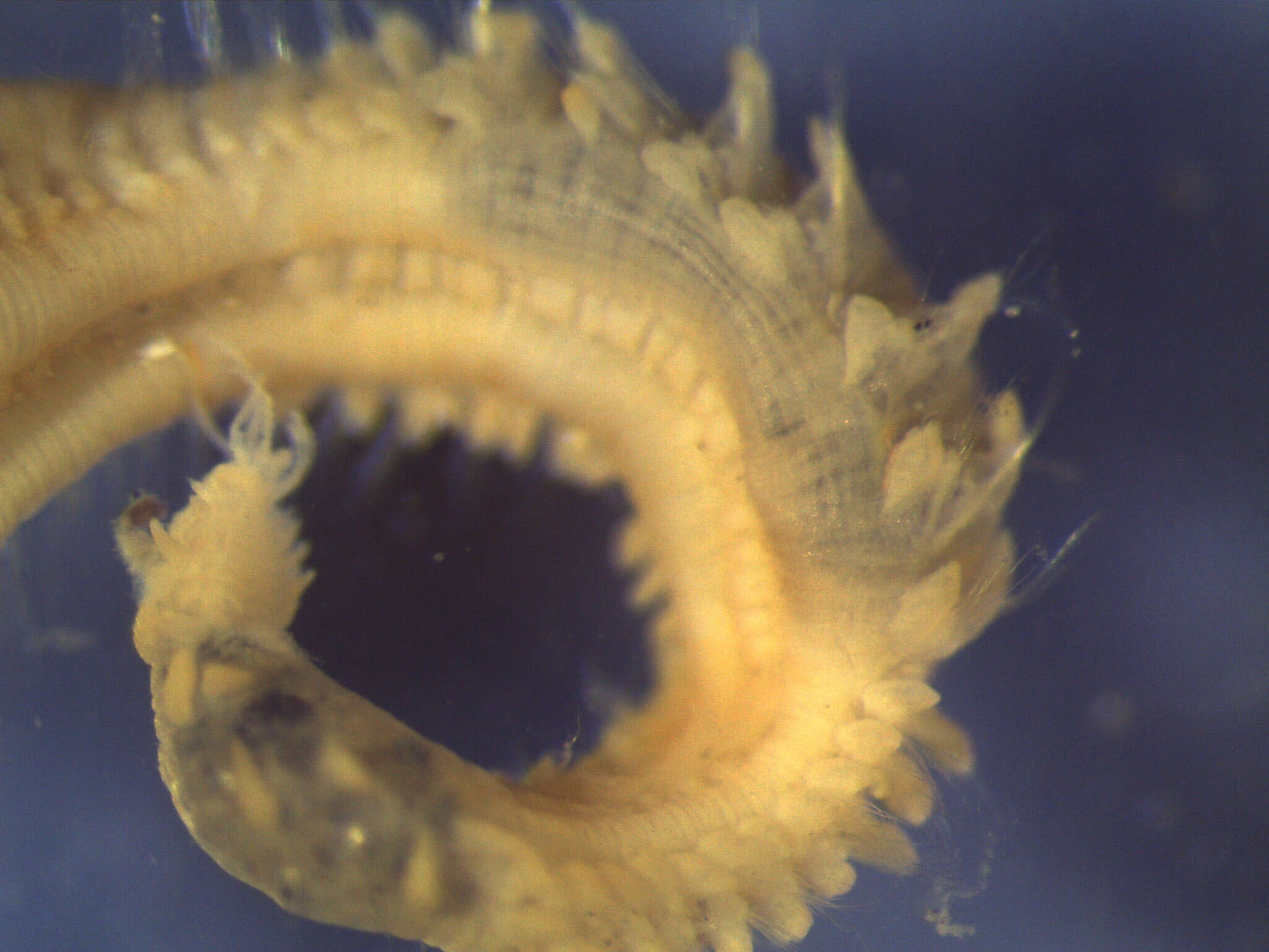 Image of Scalibregma californicum Blake 2000