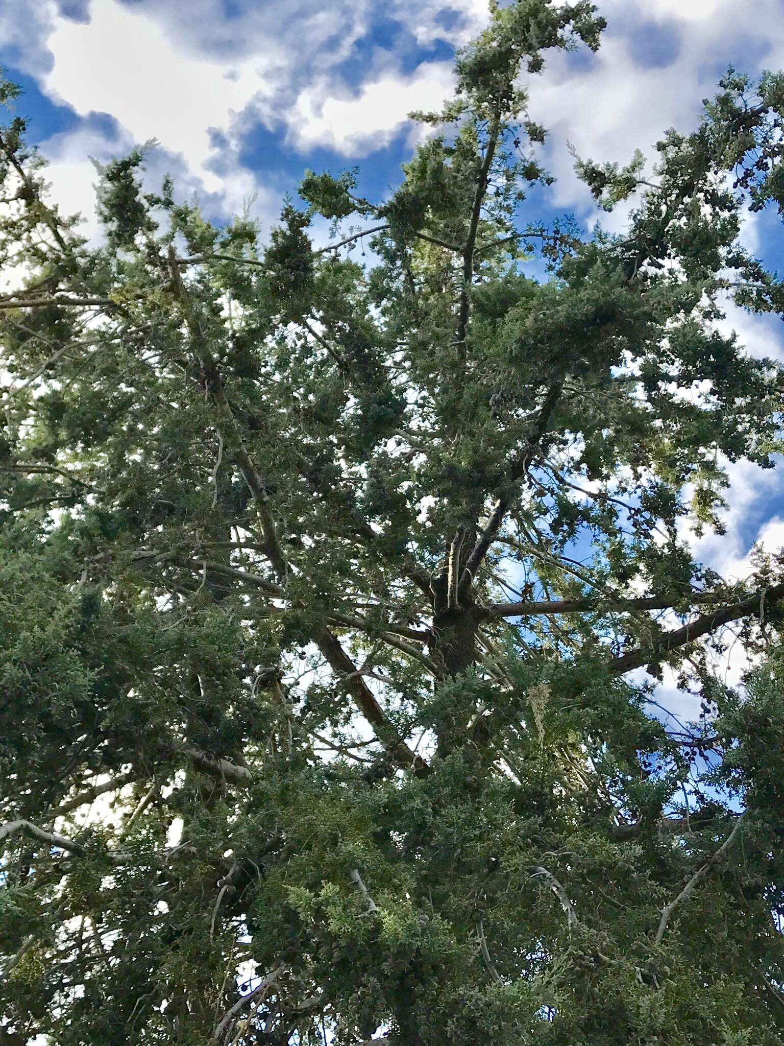 Image of Arizona Cypress