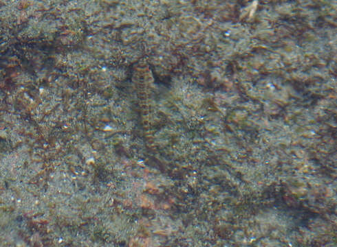 Image of Throatspotted blenny