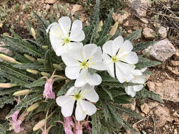 Oenothera cespitosa Nutt. resmi