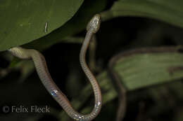 Leptodeira ornata (Bocourt 1884)的圖片