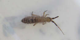 Image of Orchesella multifasciata Scherbakov & AM 1898