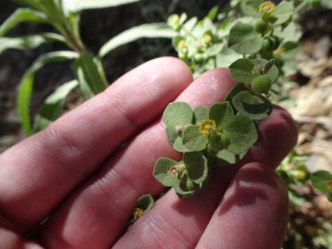 Euphorbia yaquiana Tidestr. resmi