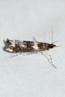 Image of Clouded veneer moth