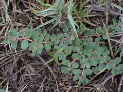 Imagem de Euphorbia taihsiensis (Chaw & Koutnik) Oudejans