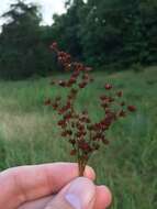 Image of bog rush