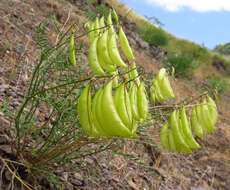 Imagem de Astragalus cusickii A. Gray