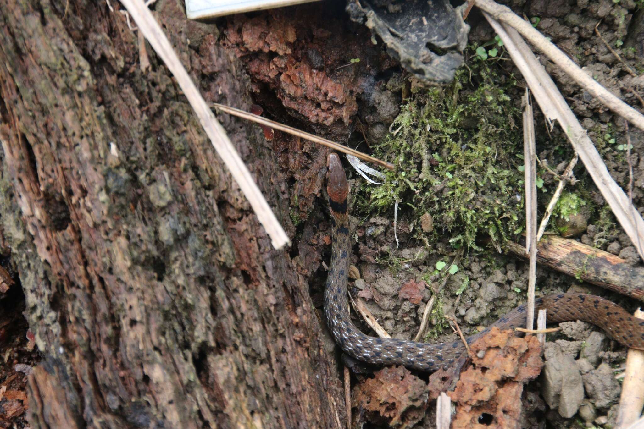 Image of Taiwan Keelback