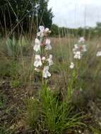 Image of Guadalupe beardtongue