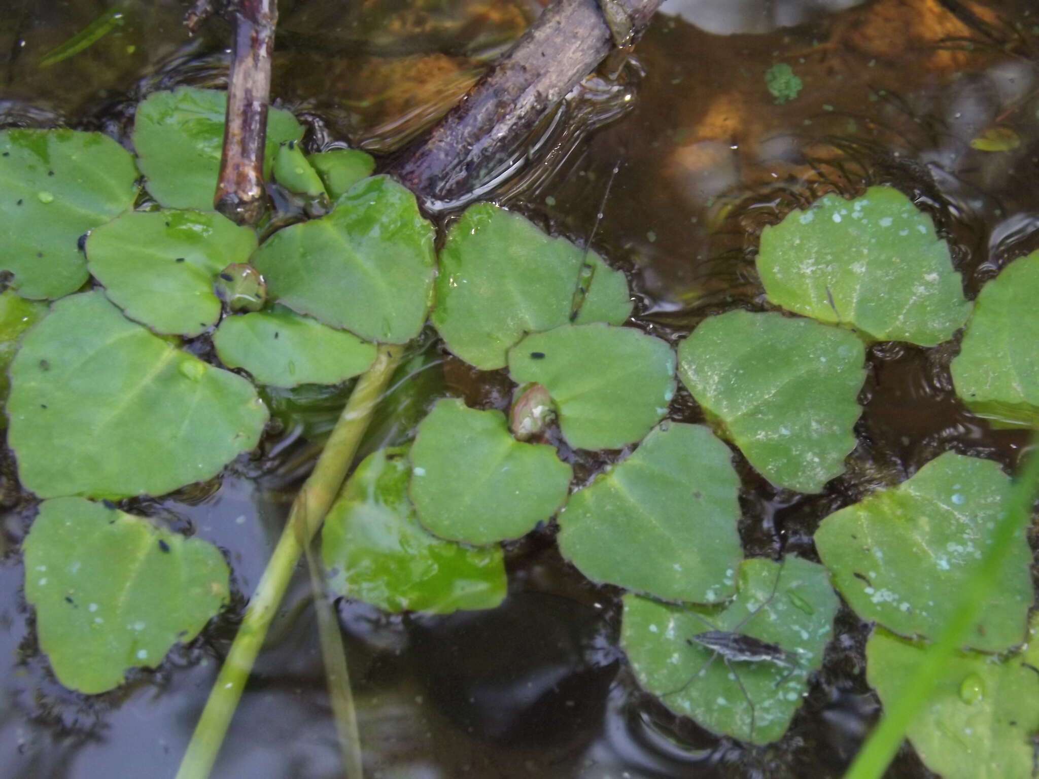 Image of Trapella sinensis Oliv.