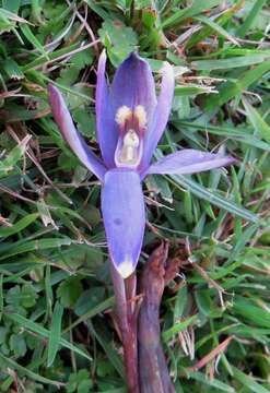 Image of Sun orchid