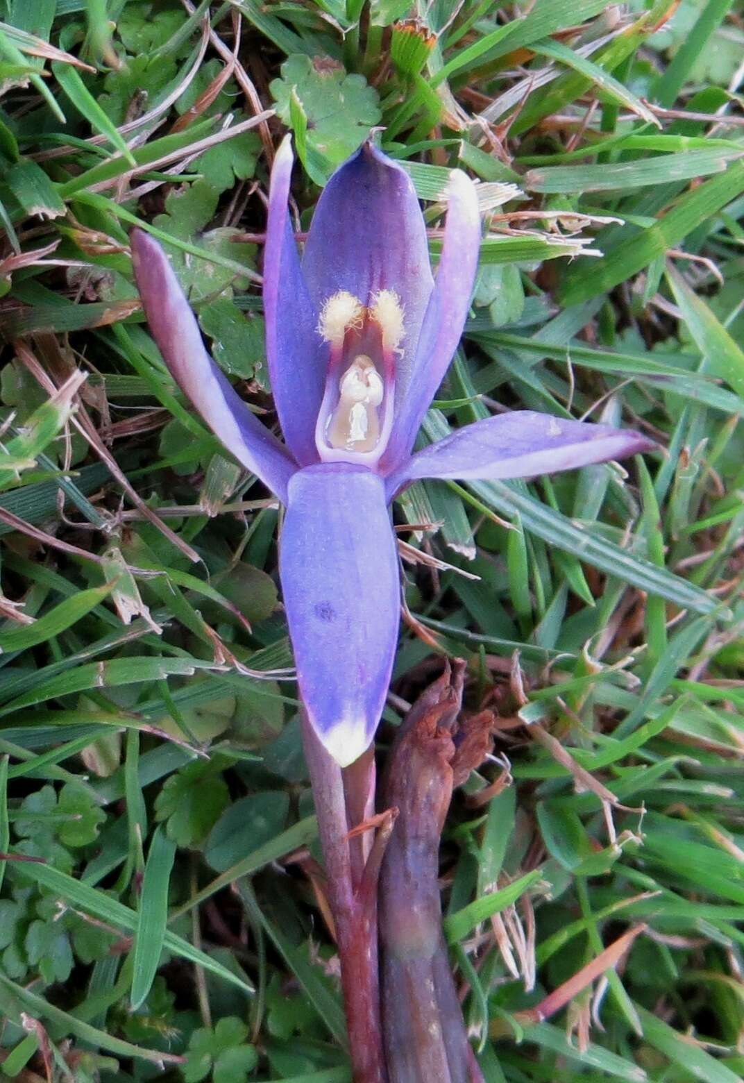 Image of Sun orchid