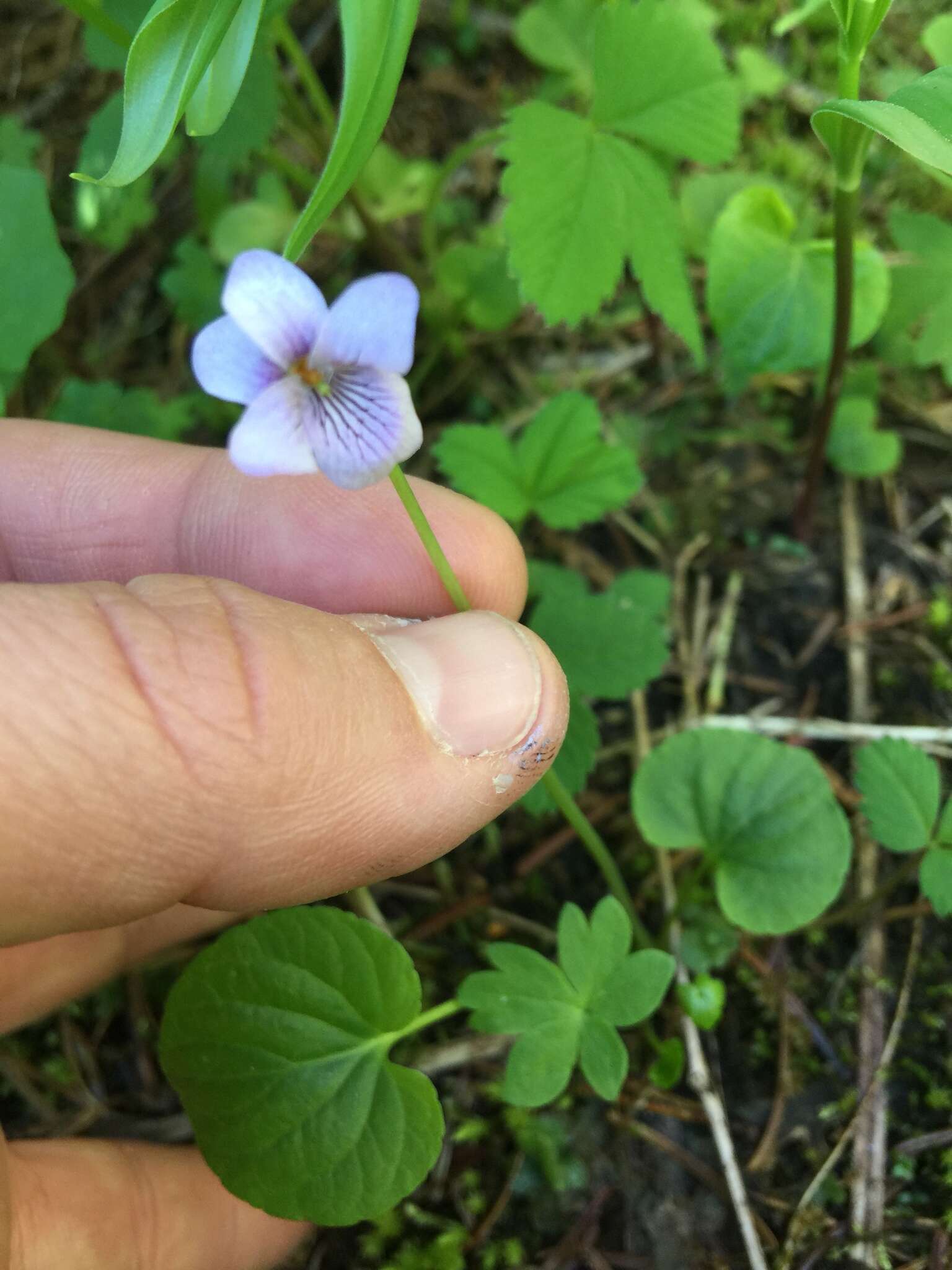 Image of marsh violet