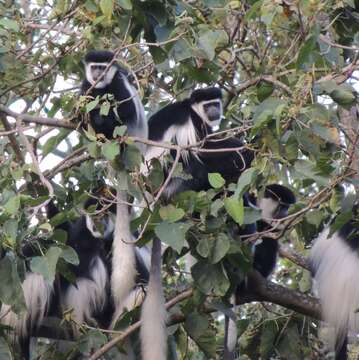 صورة Colobus guereza guereza Rüppell 1835