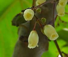 Image of Jatropha peltata Sessé