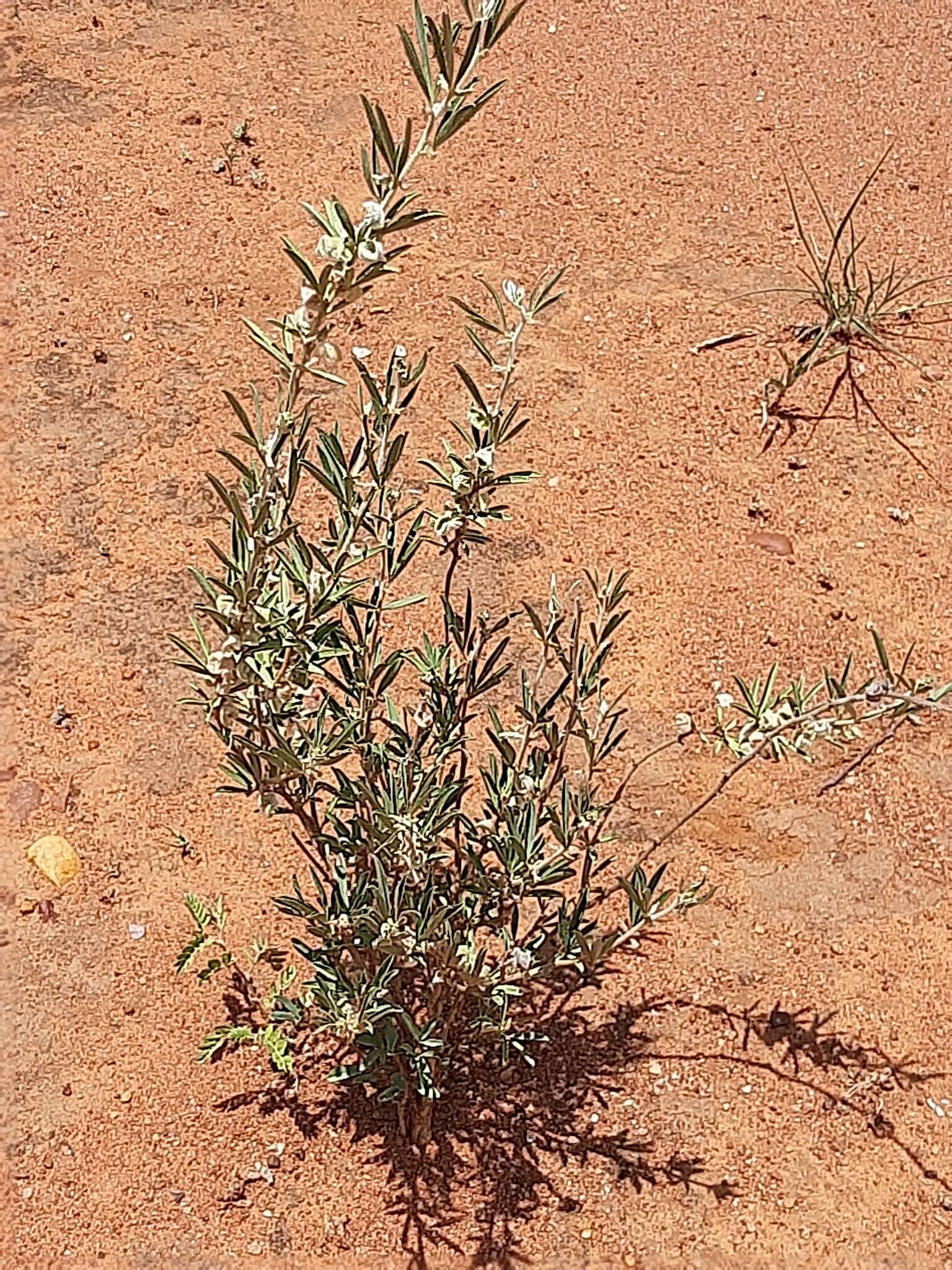 Image of Ptycholobium contortum (N. E. Br.) Brummitt