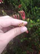 Image of Erica unicolor Wendl.