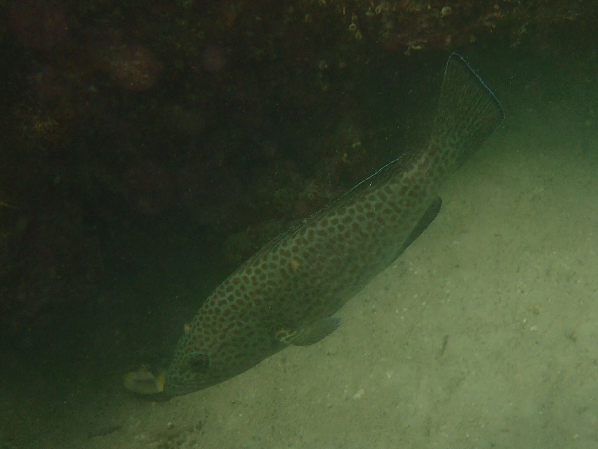 Imagem de Epinephelus analogus Gill 1863