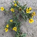 Image of reclined gumweed