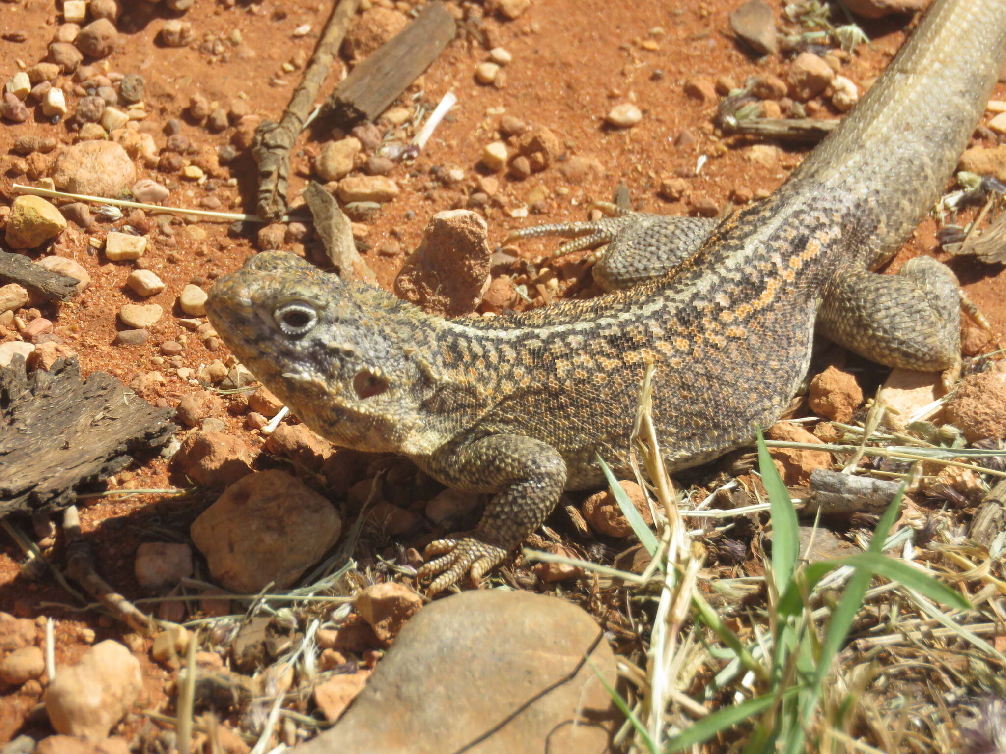 Image of Western netted dragon