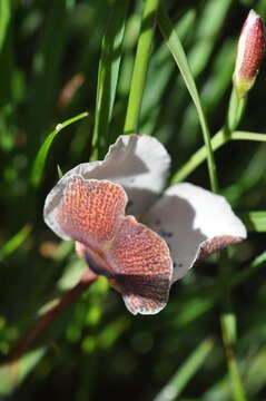 Plancia ëd Moraea atropunctata Goldblatt