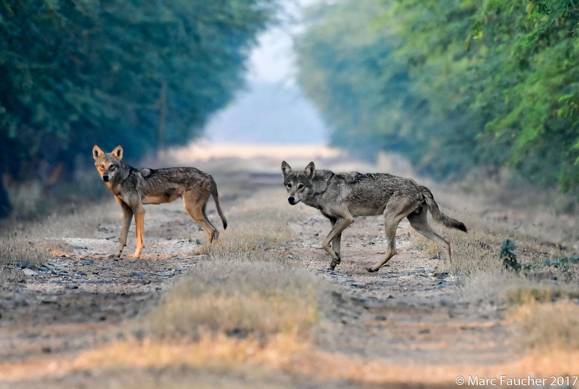 Image of Indian Wolf