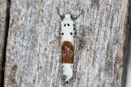 Image of Ethmia terpnota Walsingham 1912