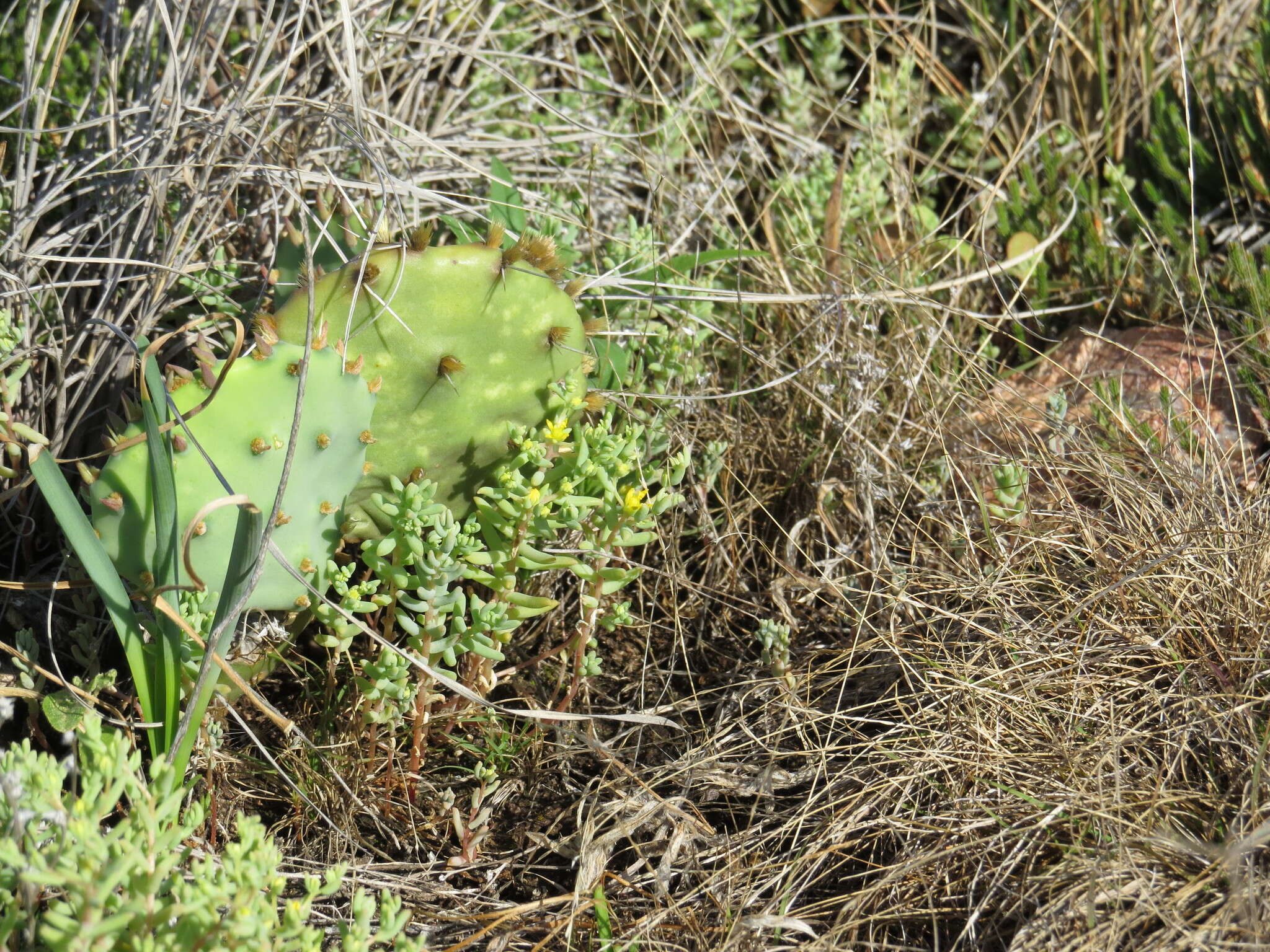 Imagem de Sedum nuttalianum Rafin.