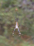 صورة Trichonephila senegalensis (Walckenaer 1841)