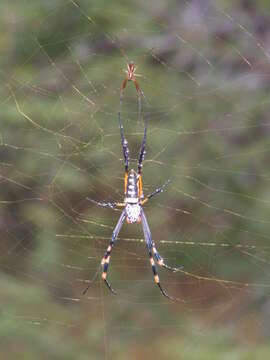 Image of Trichonephila senegalensis (Walckenaer 1841)