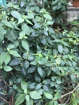 Image de Eranthemum pulchellum Andr.