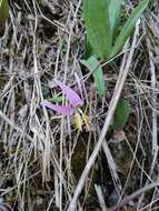 Imagem de Erythronium sibiricum (Fisch. & C. A. Mey.) Krylov