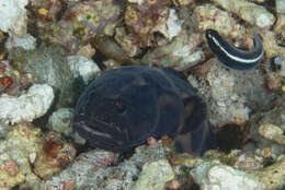 Image of convict blennies