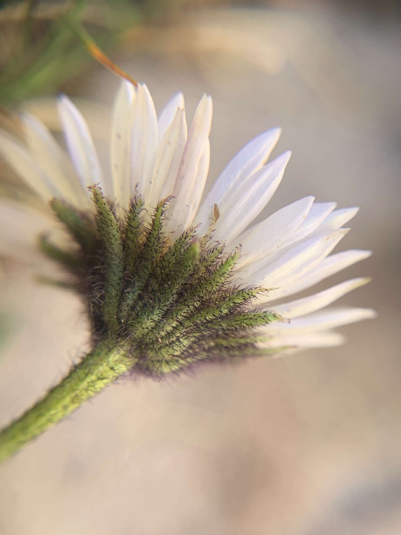 Image of blackhead fleabane