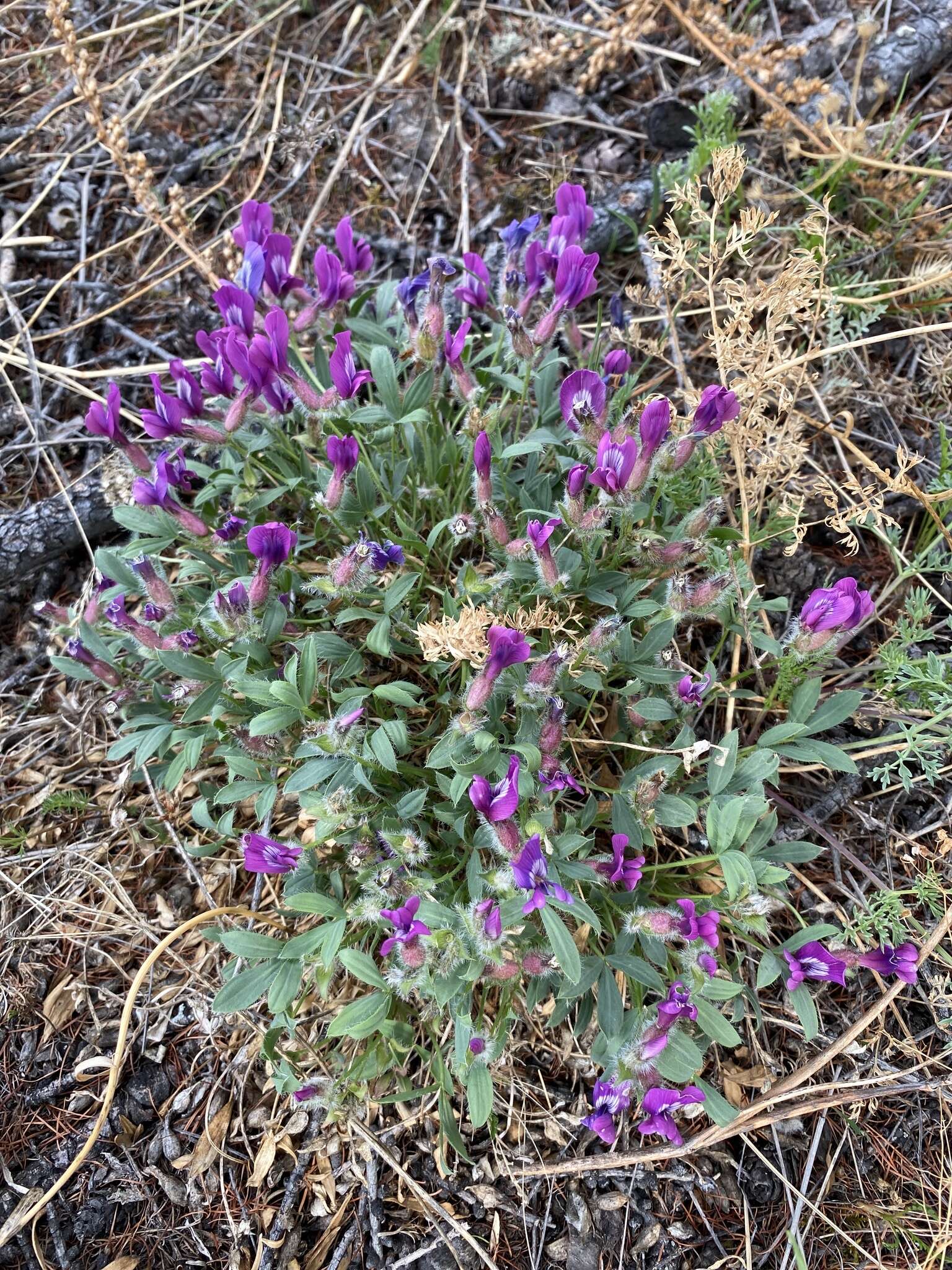 Plancia ëd Oxytropis triphylla (Pall.) Pers.