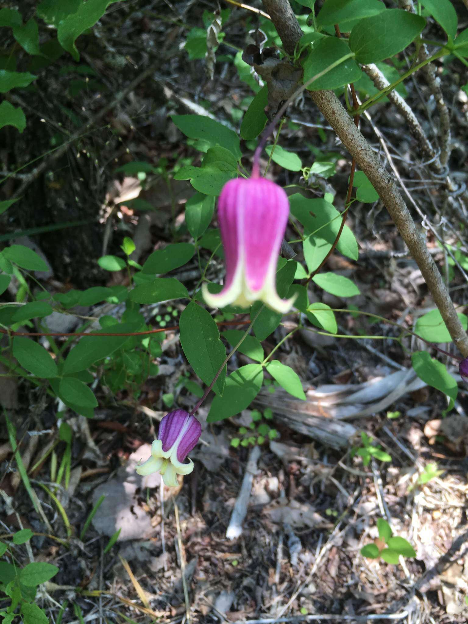 Image of White-Leaf Leather-Flower