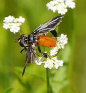 Image of Tachinid fly