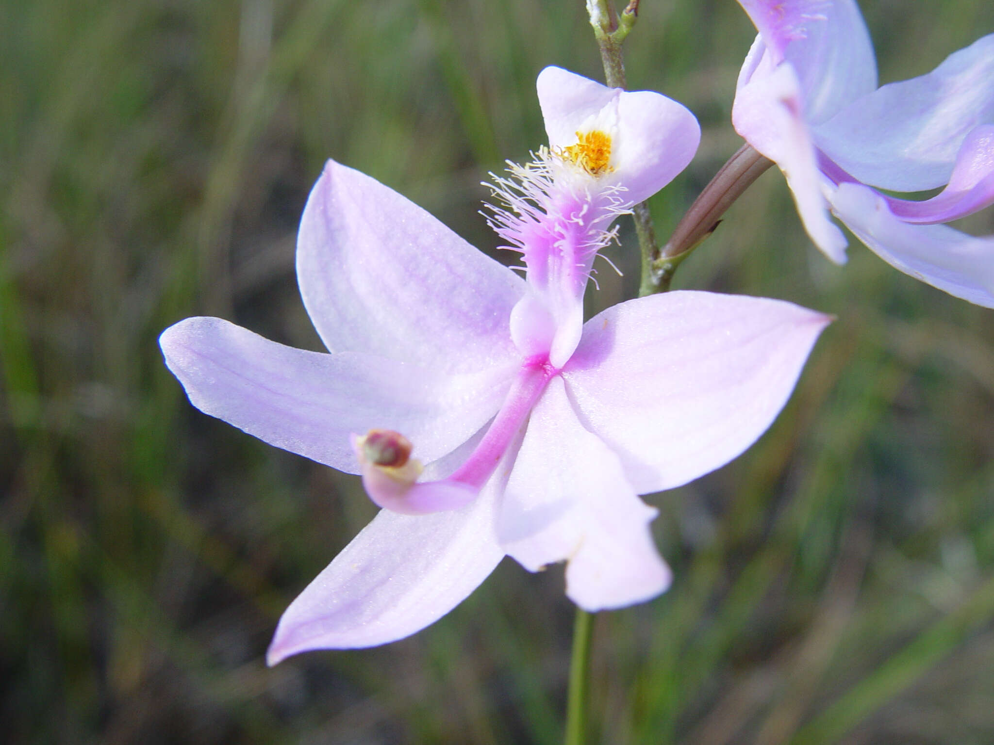 Image of Simpson's grasspink