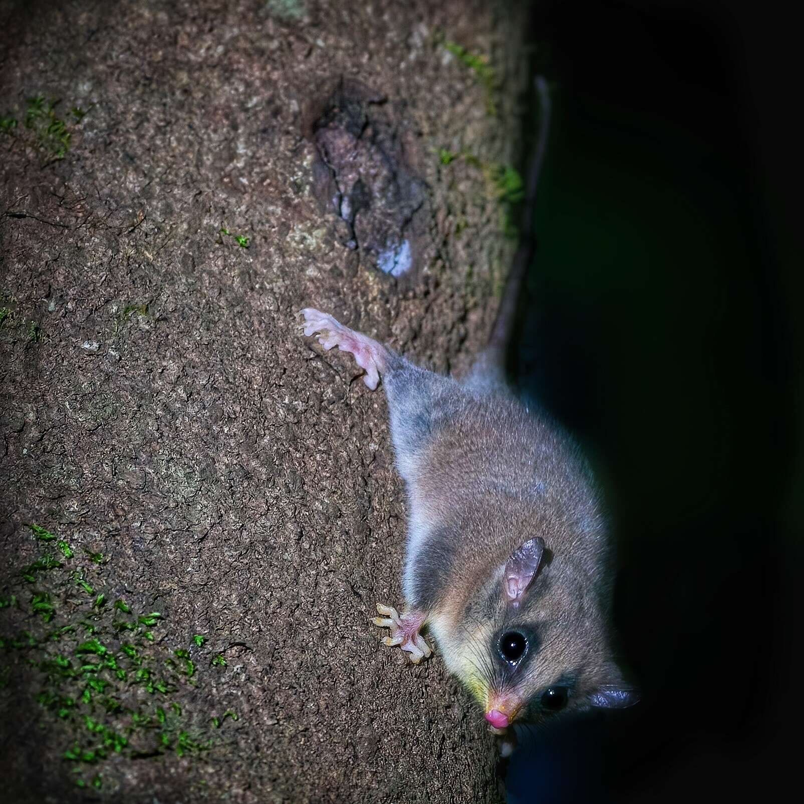 Image of Long-tailed Dormouse-phalanger