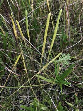 Image of slender clubmoss