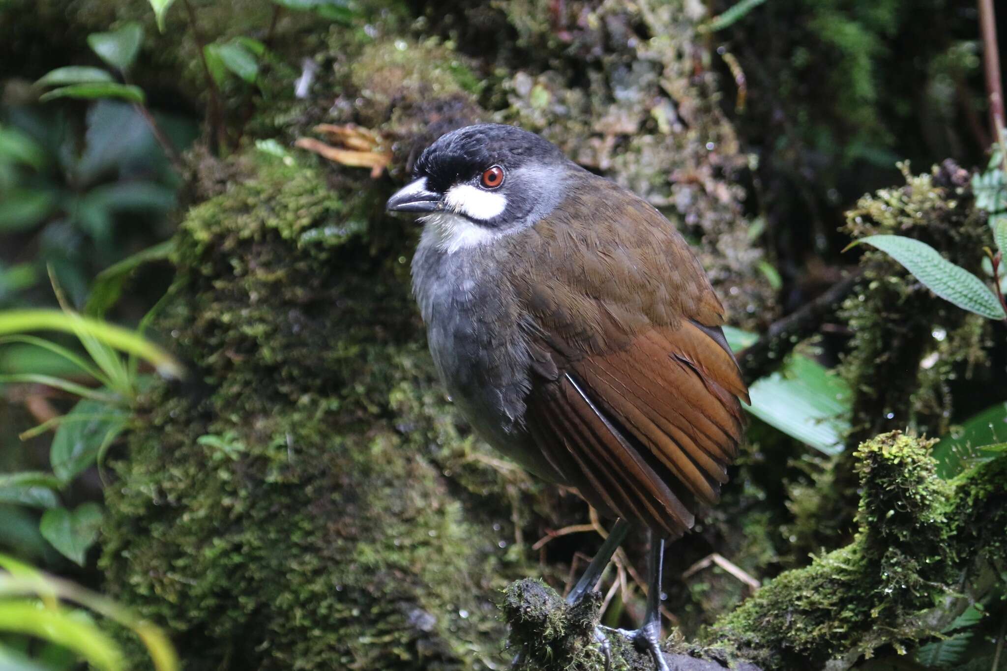 Image of Jocotoco Antpitta