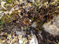 Imagem de Drosera stenopetala Hook. fil.